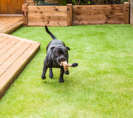 Grass For Dogs & Pets
