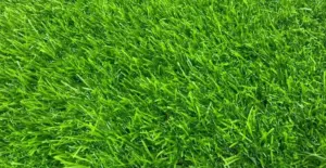 GV Fern 36 artificial grass surface close-up