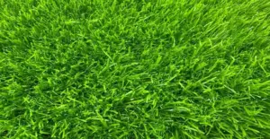 GV Fern 46 artificial grass surface close-up