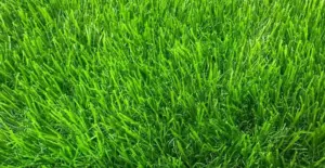 GV Meadow 45 Green artificial grass surface close-up