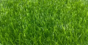 GV Meadow Green artificial grass surface close-up