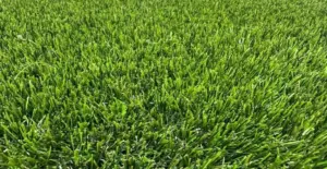 GV Velvet artificial grass surface close-up